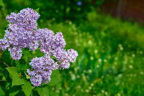 Mood of springtime. Cute branches of purple pink lilac Stock Photos
