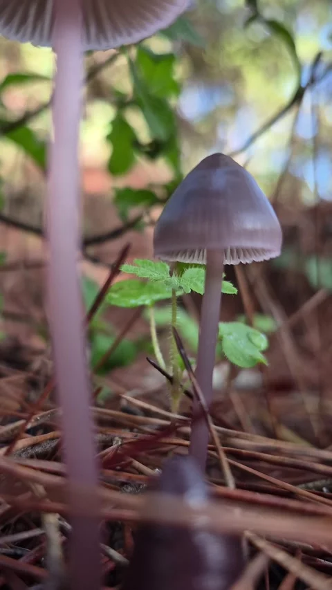 Moody 4K Vertical Macro of a Small Mushroom in the Rain Among Pine Needles Stock Footage 331633533