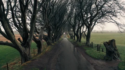 Moody Aerial Through the Dark Hedges in Northern Ireland Stock Footage 123465935