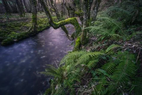 Moody atmosphere on a Cold River between Ferns Stock Photos
