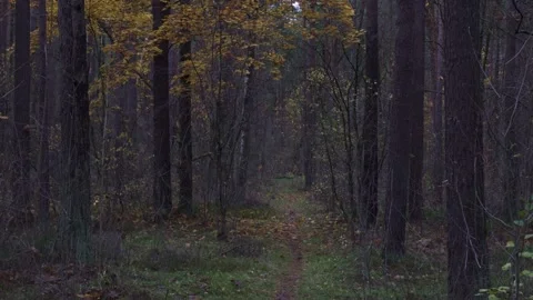 Moody autumn forest path in pine woods Stock Footage 321553162