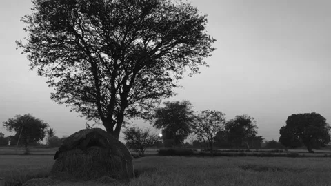 Moody Black and White Tree Silhouette in Empty Field Stock Footage 321136095