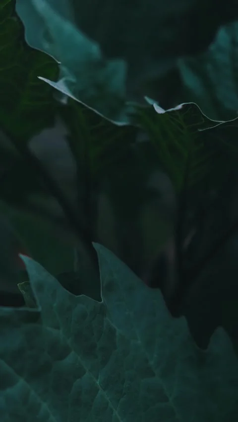 Moody botanical background with large green leaves in low light Видео 331004565