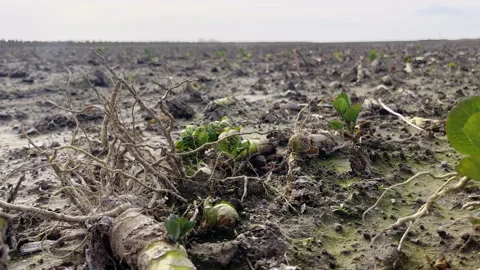 Moody Brussels Sprout Field After Harvest on the California Coast Stock Footage 345100613