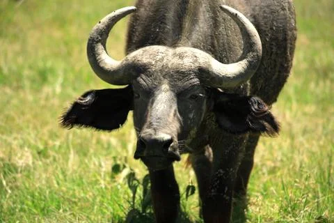 Moody buffalo Stock Photos