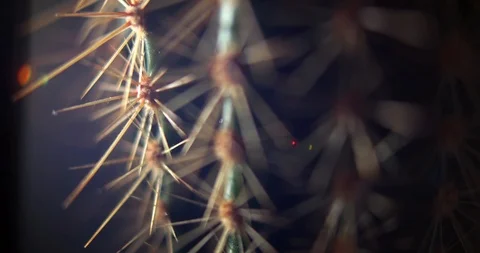 Moody Cactus 库存影片 103113072