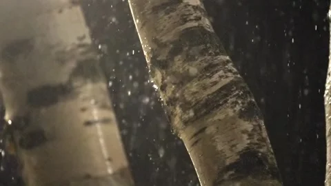 Moody Close Up of Trees in Night Rain, Slow Motion Stock Footage 307301441