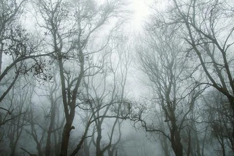 A moody edit looking up at trees in a forest in the countryside. Stock Photos