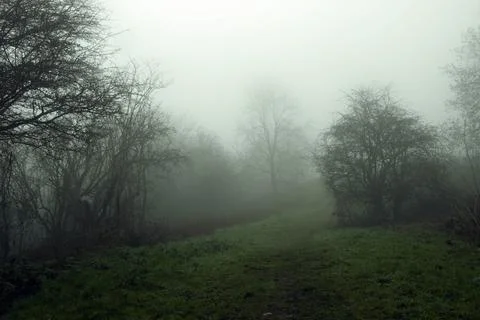 A moody edit of a path going through a forest in the countryside. Stock Photos