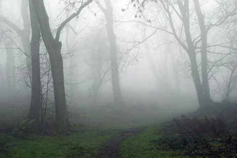 A moody edit of a path going through a forest in the countryside. Stock Photos
