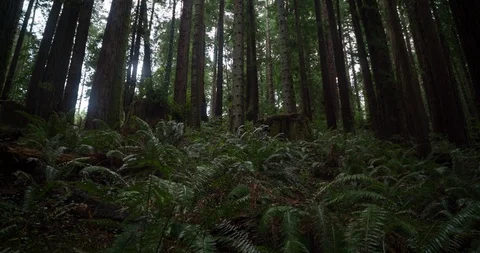 Moody ferns Stock Footage 102227633