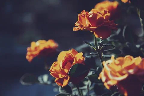 Moody Floral background with red and orange roses on dark background Stock Photos