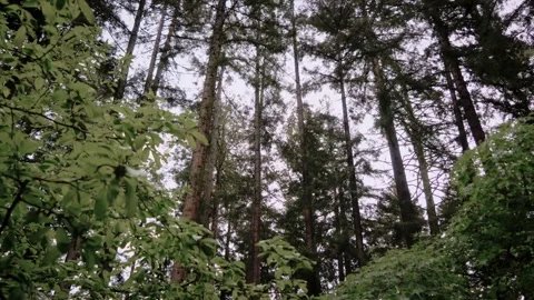 Moody Forest B-Roll Stock Footage 255343416