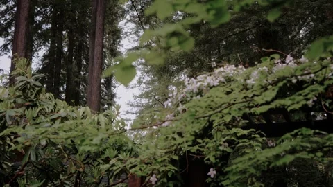 Moody Forest B-Roll Stock Footage 255343418