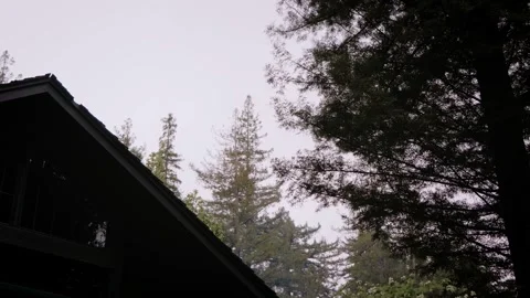 Moody Forest B-Roll Stock Footage 255343419