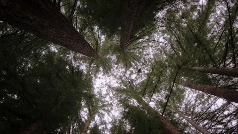 Moody Forest B-Roll Stock Footage 255343432