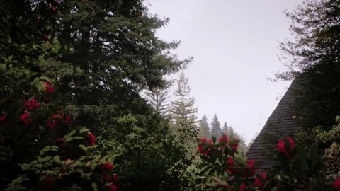 Moody Forest B-Roll Stock Footage 255343433