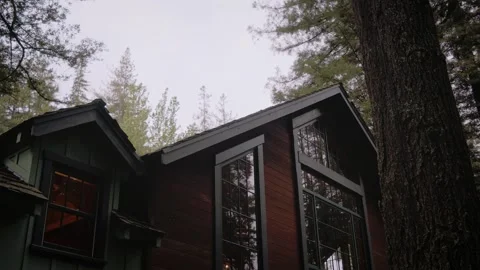 Moody Forest B-Roll Stock Footage 255343466