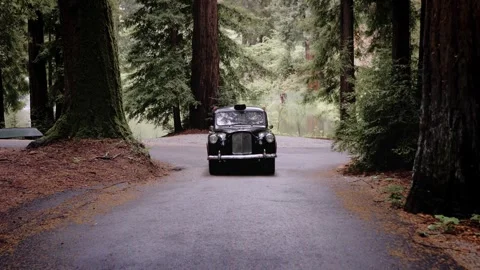 Moody Forest B-Roll Stock Footage 255343471