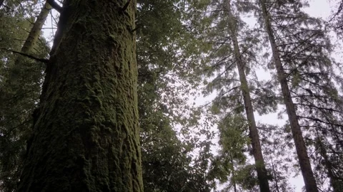 Moody Forest B-Roll Stock Footage 255343476