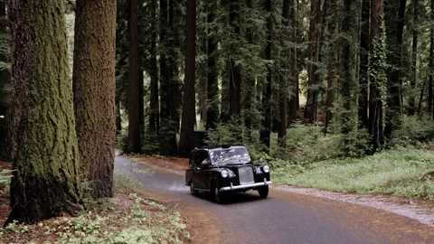 Moody Forest B-Roll Stock Footage 255343478