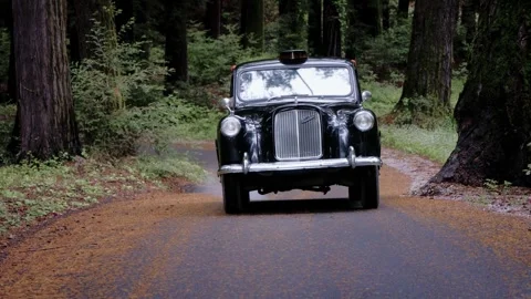 Moody Forest B-Roll Stock Footage 255343481