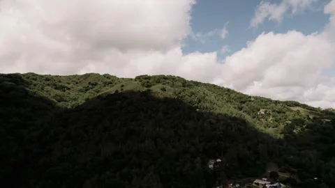 Moody Forest B-Roll Stock Footage 255346343