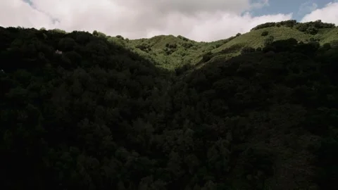 Moody Forest B-Roll Stock Footage 255346356