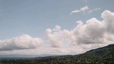 Moody Forest B-Roll Stock Footage 255346389