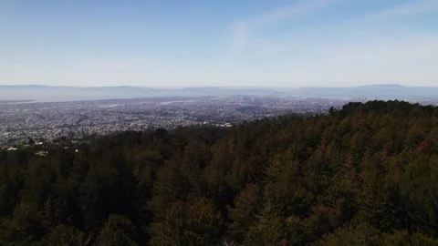 Moody Forest B-Roll Stock Footage 256396608