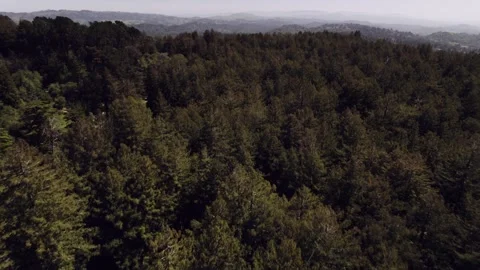 Moody Forest B-Roll Stock Footage 256396623