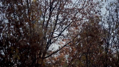 Moody Forest B-Roll Stock Footage 256396654