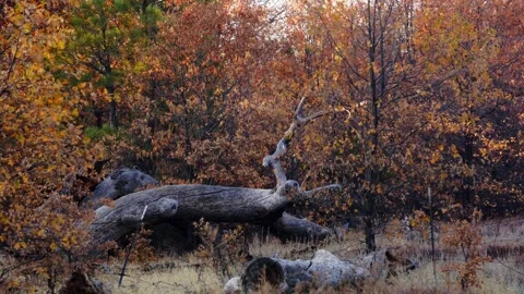 Moody Forest B-Roll Stock Footage 256396655