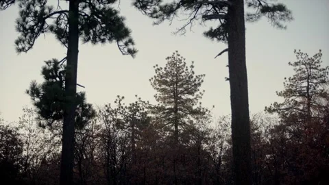 Moody Forest B-Roll Stock Footage 256396676