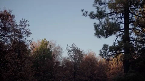 Moody Forest B-Roll Stock Footage 256396682