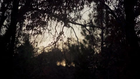 Moody Forest B-Roll Stock Footage 256396694