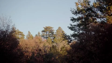 Moody Forest B-Roll Stock Footage 256396707