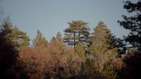 Moody Forest B-Roll Stock Footage 256396722