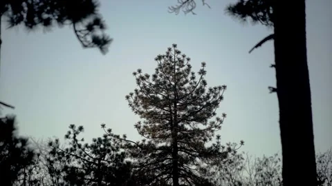 Moody Forest B-Roll Stock Footage 256396749