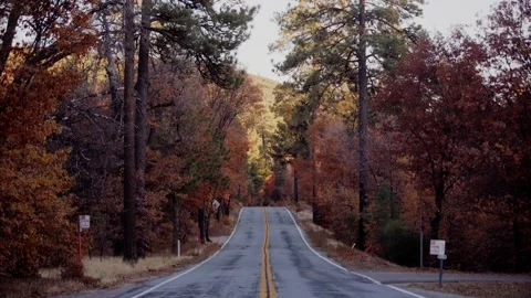 Moody Forest B-Roll Stock Footage 256396750