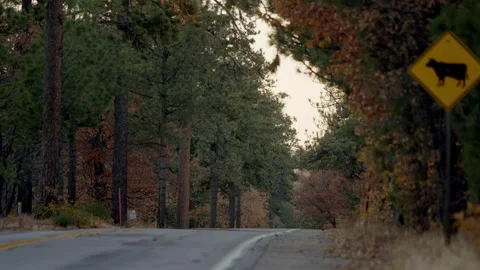 Moody Forest B-Roll Stock Footage 256396753