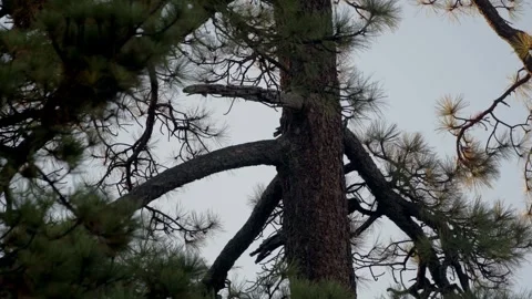 Moody Forest B-Roll Stock Footage 256396776