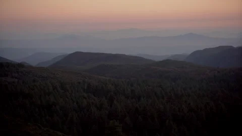 Moody Forest B-Roll Stock Footage 256396807