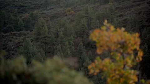 Moody Forest B-Roll Stock Footage 256396829