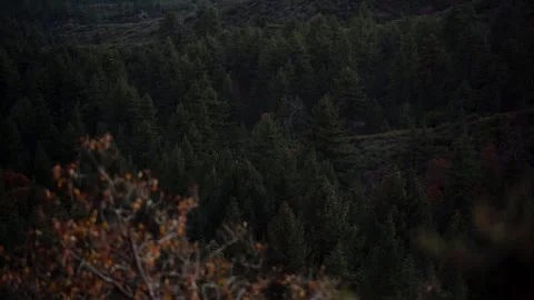 Moody Forest B-Roll Stock Footage 256396844