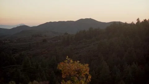 Moody Forest B-Roll Stock Footage 256396867