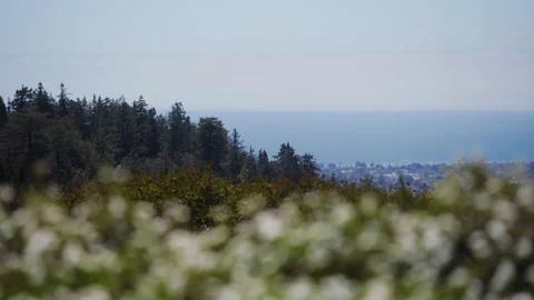 Moody Forest B-Roll Stock Footage 256397045