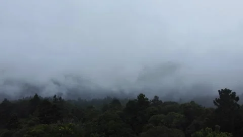 Moody Forest Canopy Pan from Kamarun Lookout, Lamington National Park Stock Footage 283832802