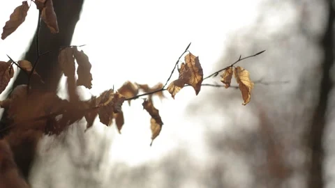 Moody forest during winters day with dead leaves and low sunshine Stock Footage 149118068