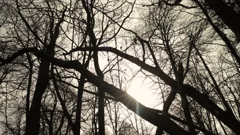 Moody forest during winters day with dead leaves and low sunshine Stock Footage 149118232